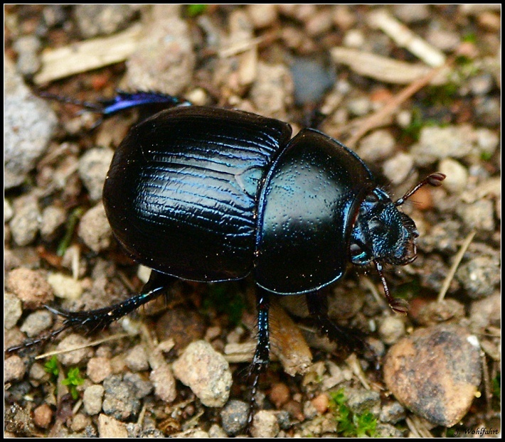 Insekten - Insects: Mistkaefer